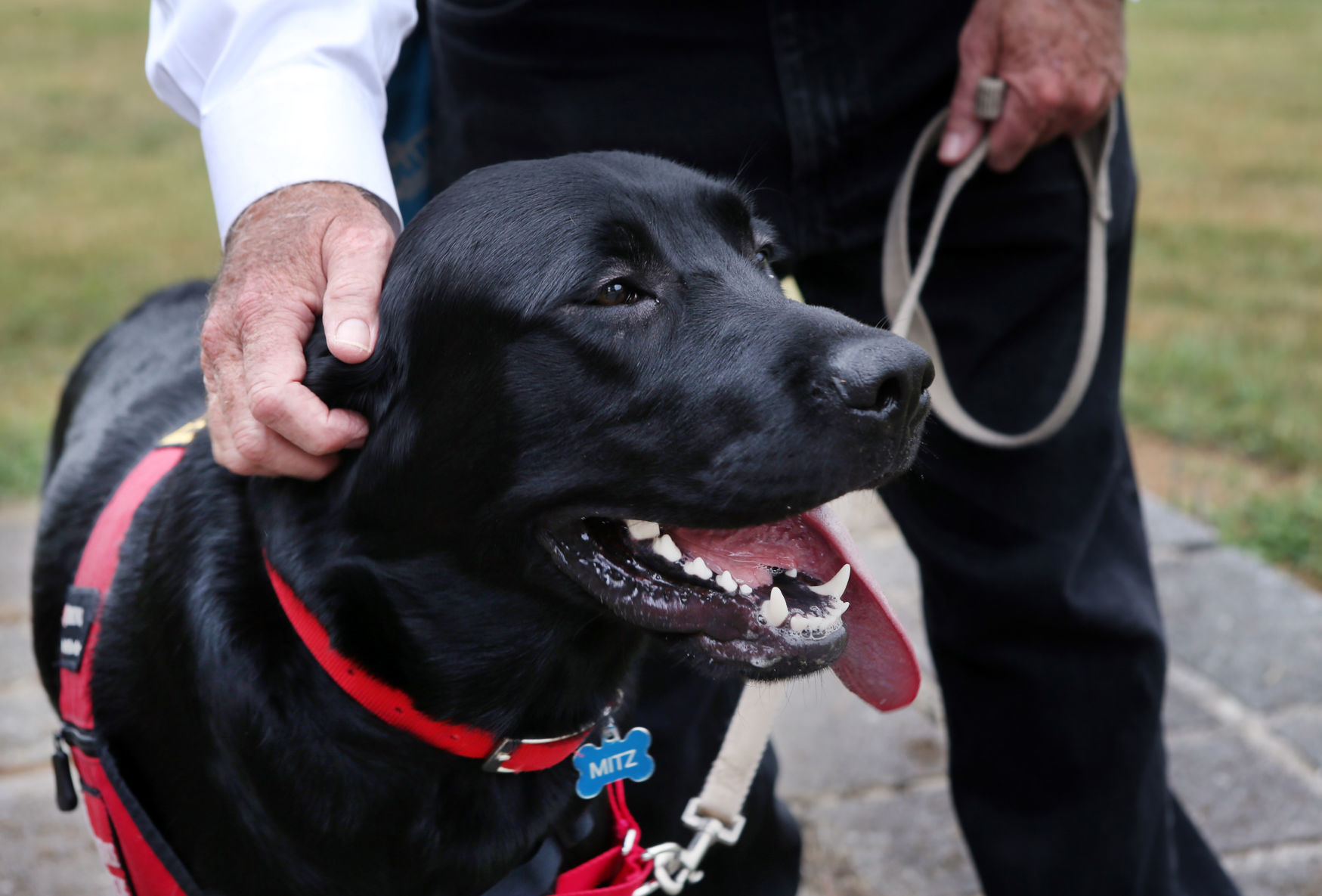 St. Francis Service Dogs